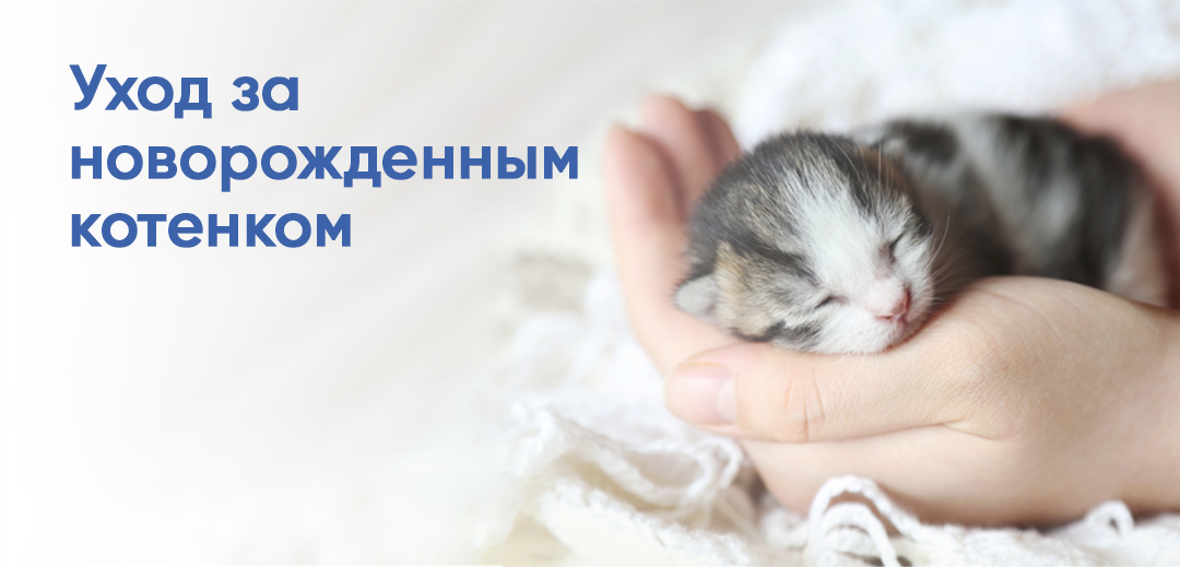 Как выходить новорожденных котят без мамы